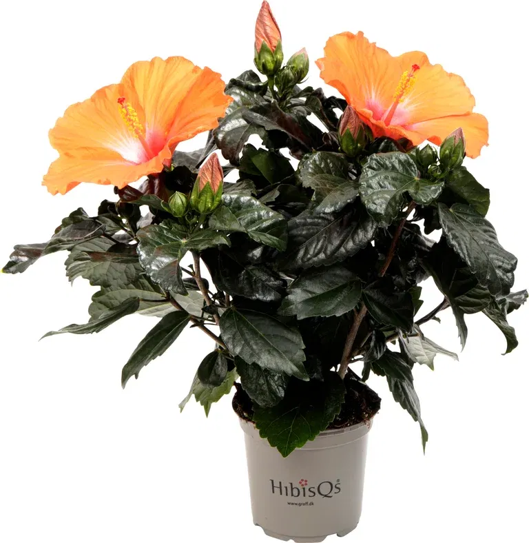Hibiscus Orange 13 cm