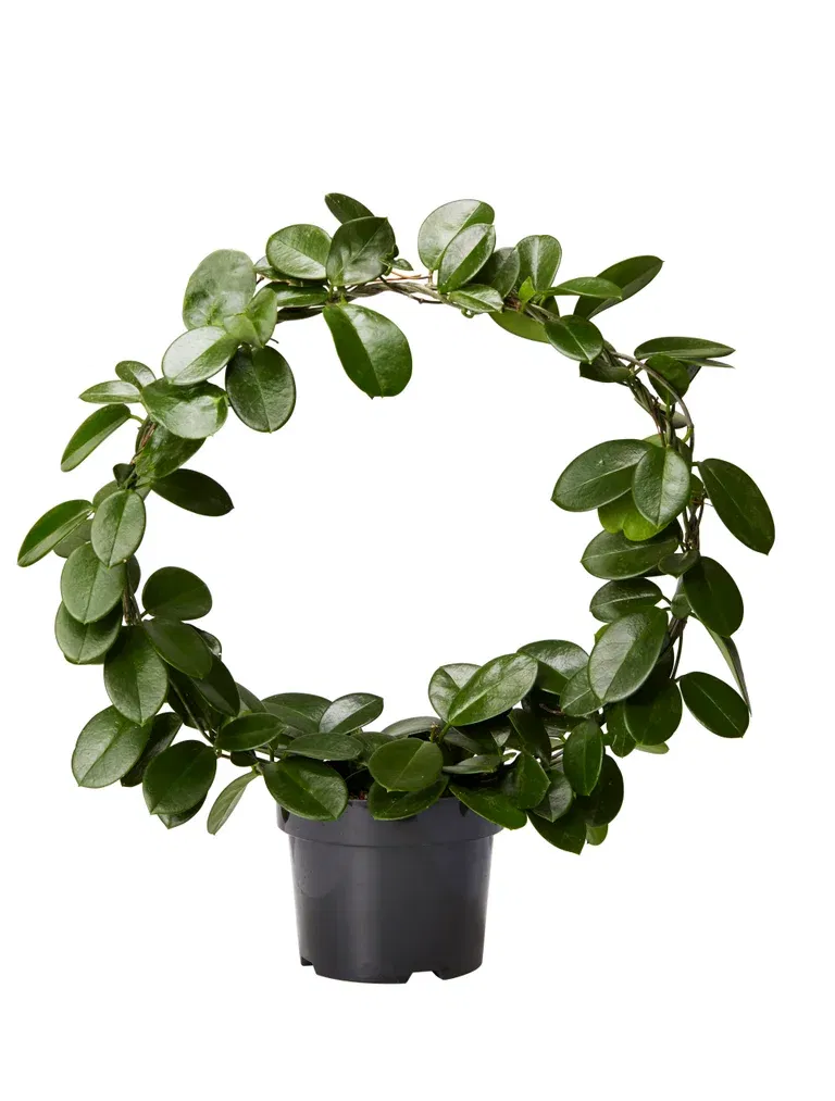 Hoya carnosa 'Australis' on bow