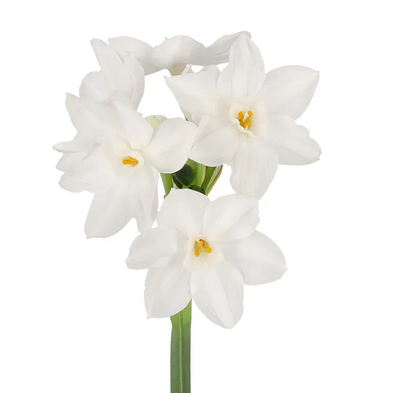 Narcissus 'Paperwhites Ziva' 12 cm