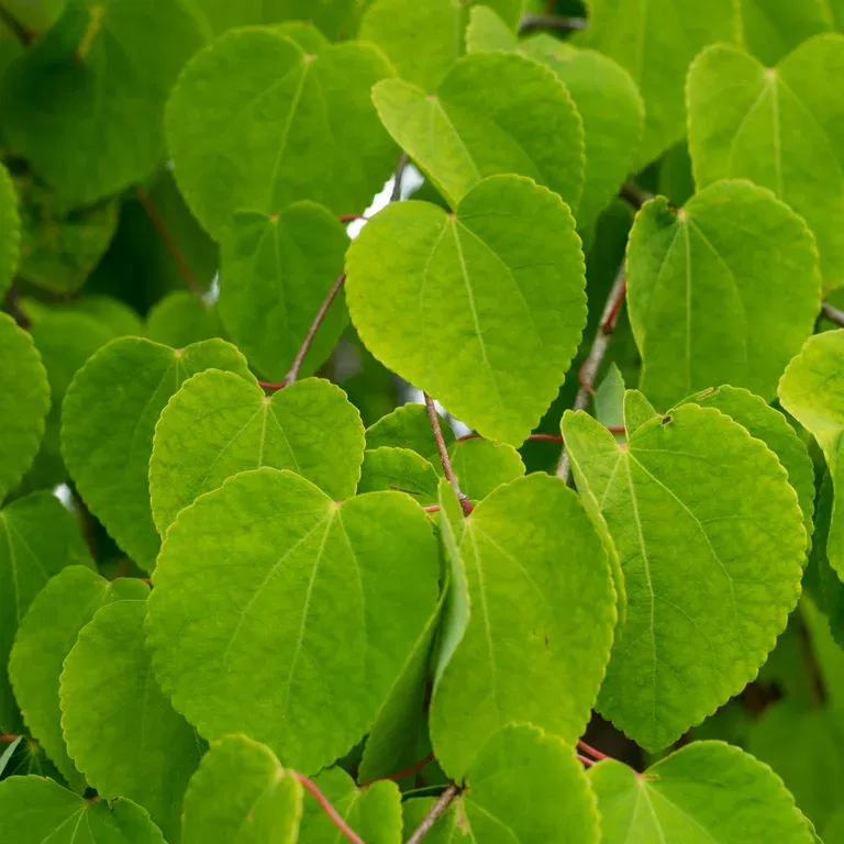 Cercidiphyllum japonicum 4,5L