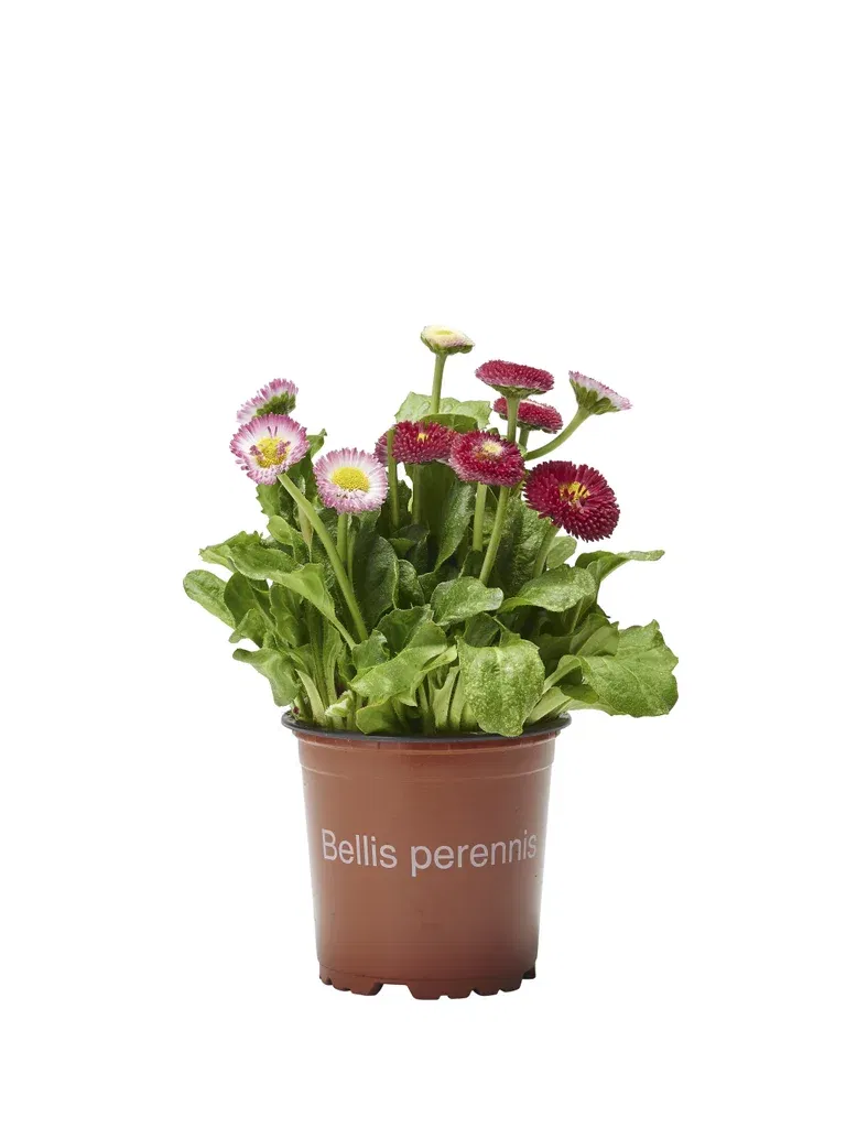 Bellis perennis 10,5 cm