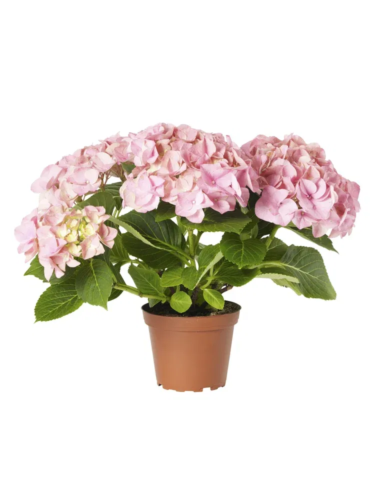 Hydrangea macrophylla Pink 13 cm