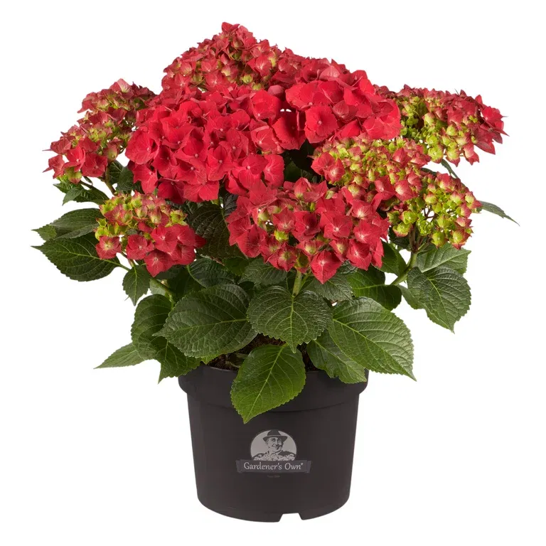 Hydrangea macrophylla Red  21cm