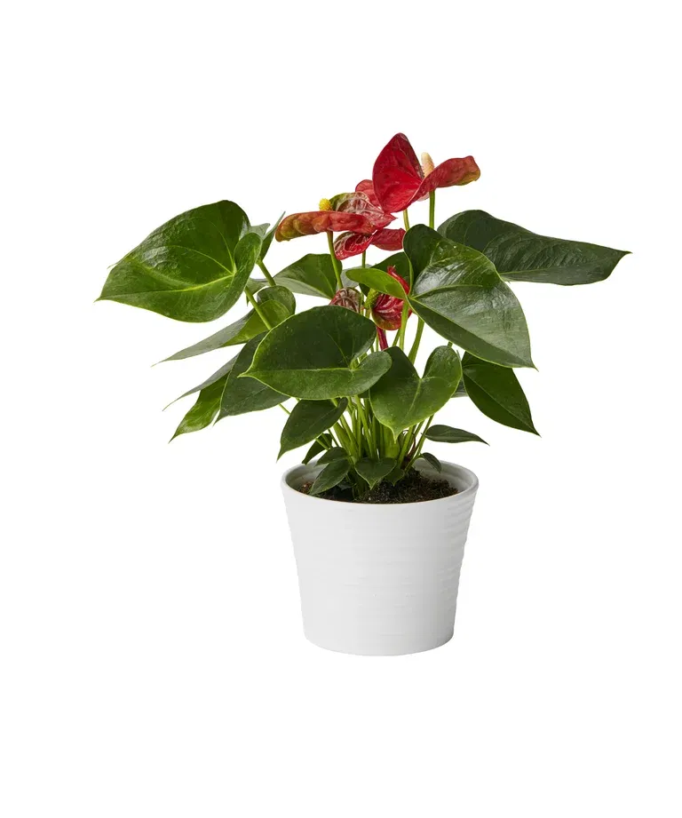 Anthurium andreanum Red 12 cm