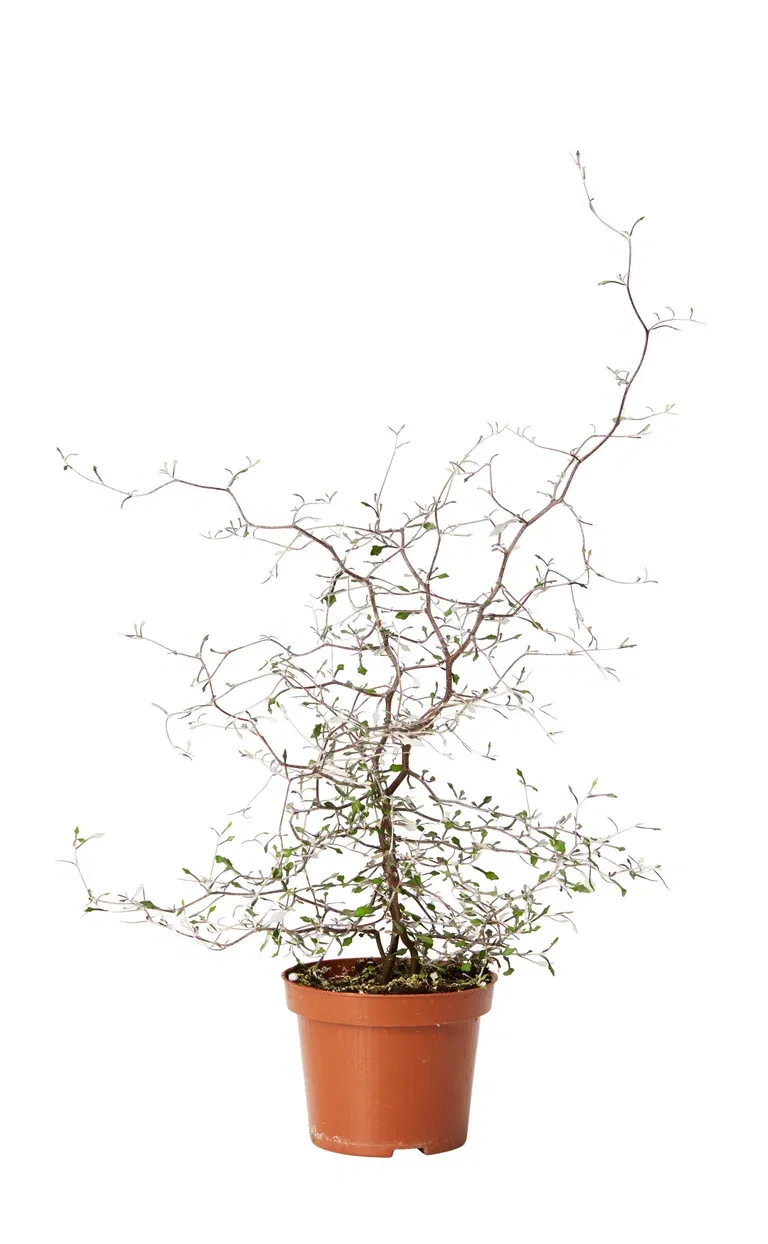 Corokia cotoneaster 12 cm