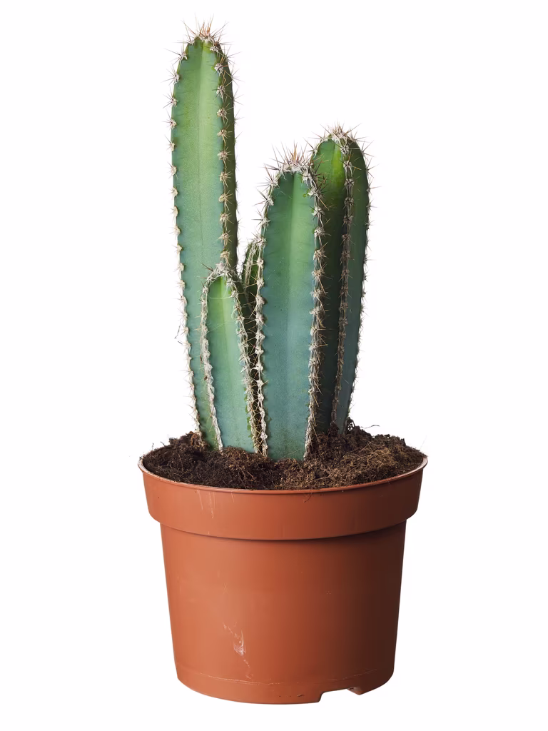 Cactus mix