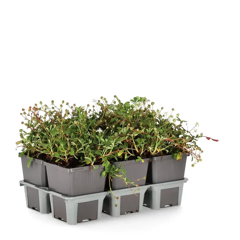 Potentilla tridentata 'Nuuk' 6-pack