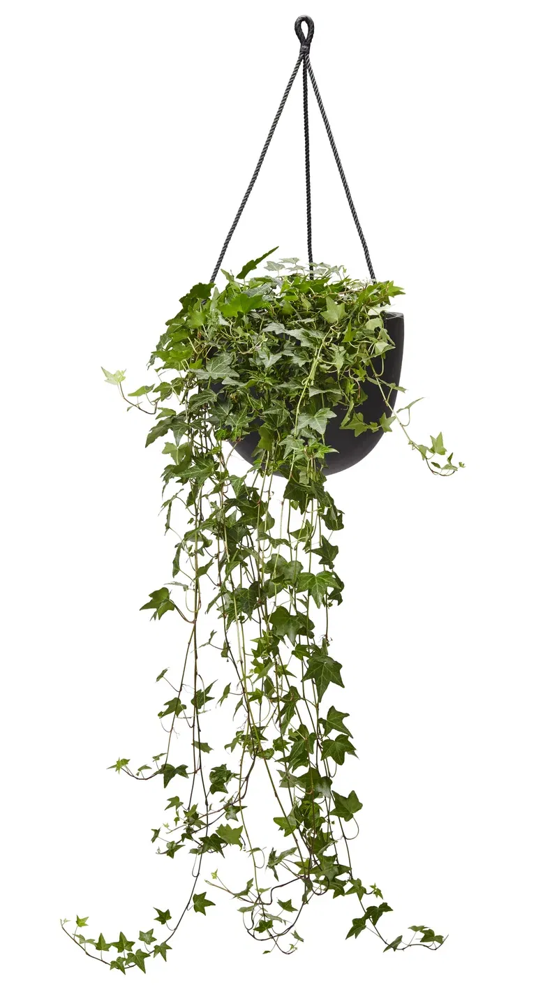 Ivy in hanging basket