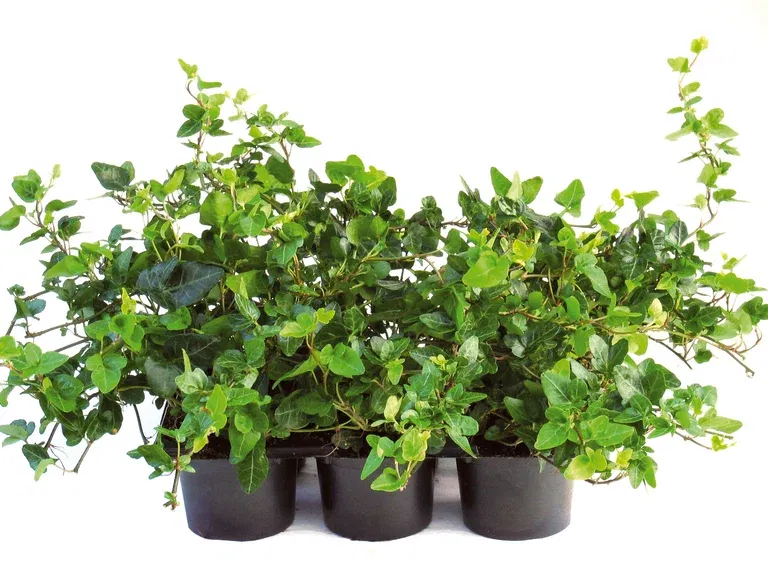 Hedera helix 6-pack