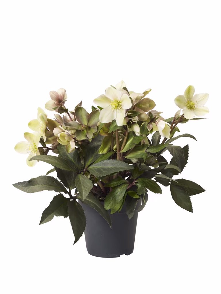 Helleborus 'Beauty Princess' 17 cm
