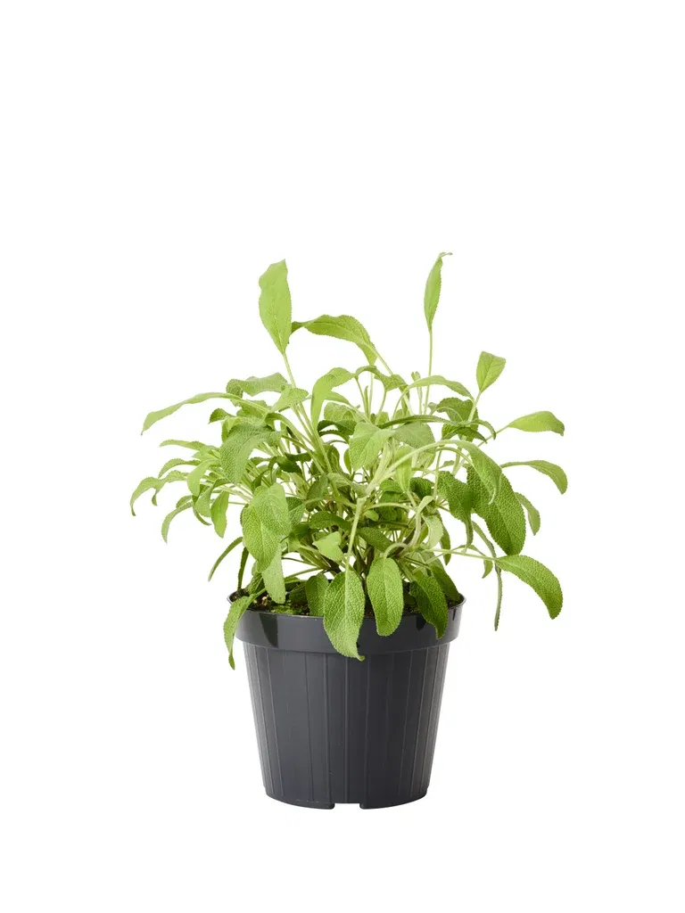 Salvia officinalis 14 cm