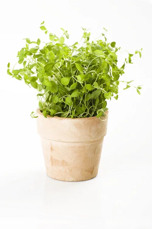 Oregano