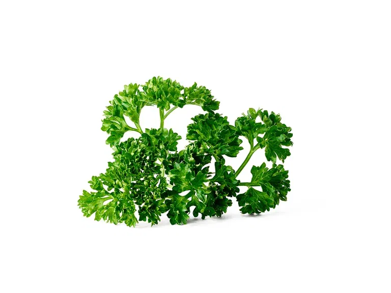 All N. Petroselinum crispum 12 cm