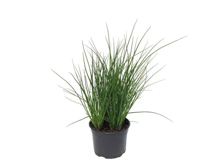 Allium schoenoprasum 17 cm