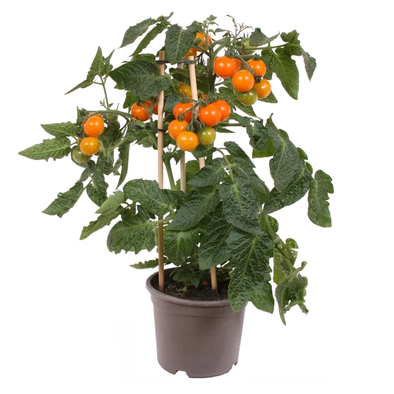 Ready Cherry Tomato Orange 14 cm