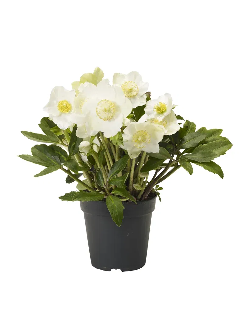 Helleborus n. G.C. ® 15 cm