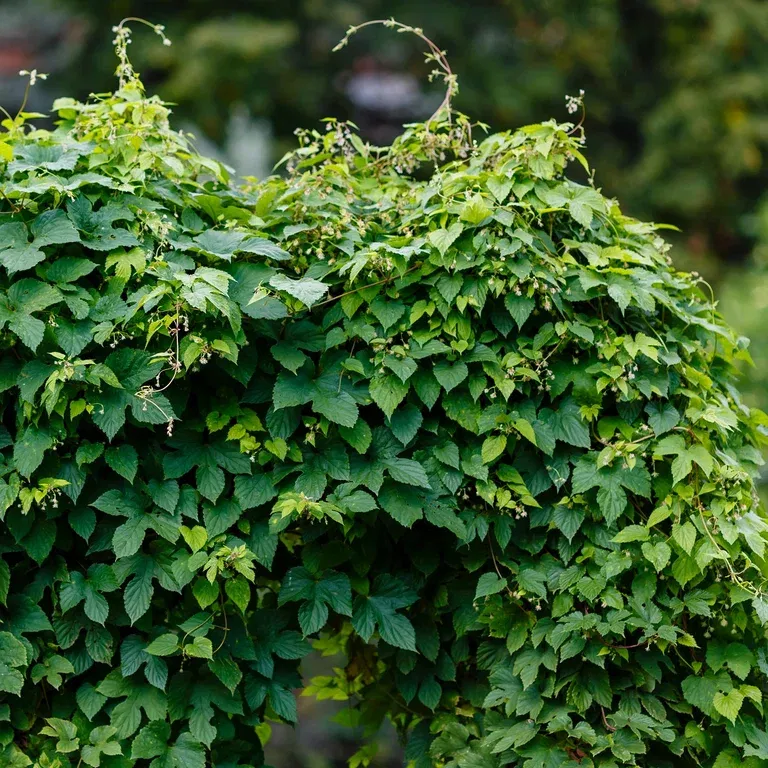 Humulus lupulus 'Nordbrau' 15cm