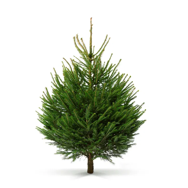 Picea abies 120-170 cm