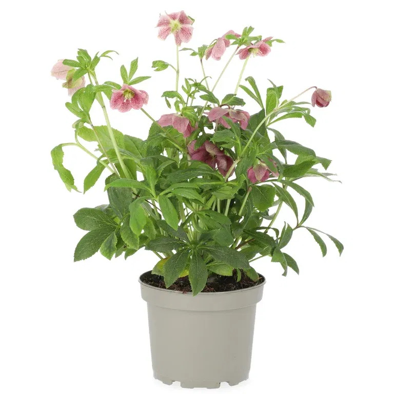 Helleborus 'Viv Victoria' 17 cm