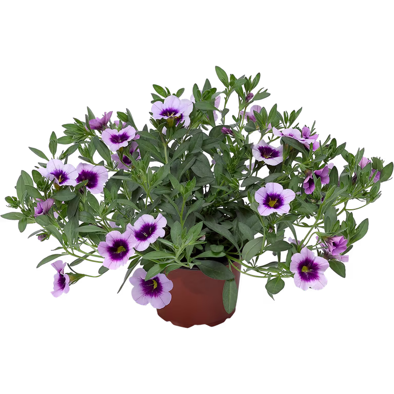 Calibrachoa Purple 12 cm