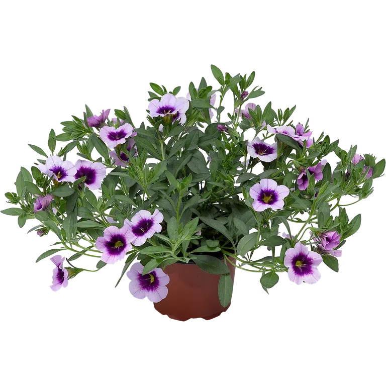 Calibrachoa Purple 12 cm