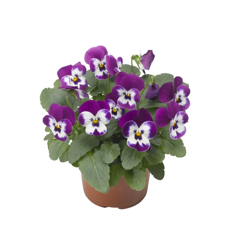 Viola small fl. Blue/Purple 12 cm