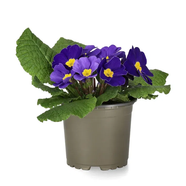 Primula vulgaris 10,5 cm