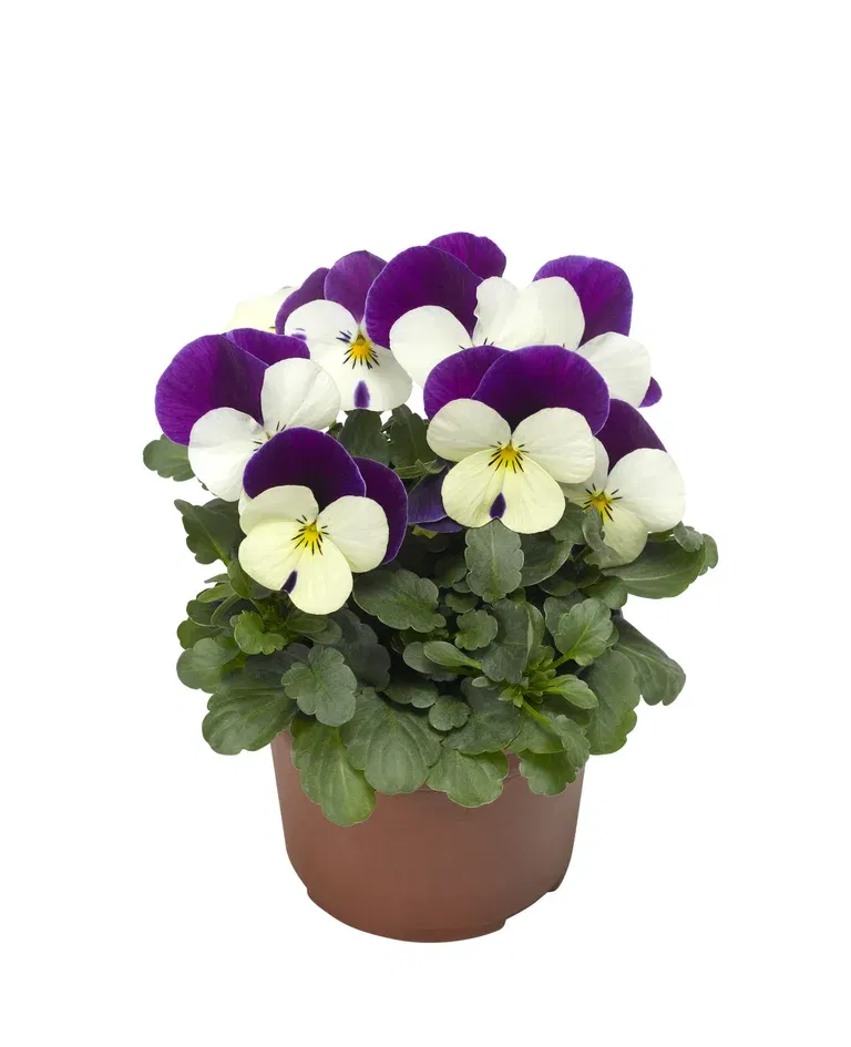 Viola small fl. Bicolor 12 cm