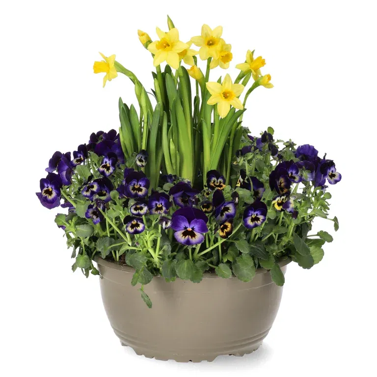 Romantic G. Viola, Narciss Blue bowl 21 cm