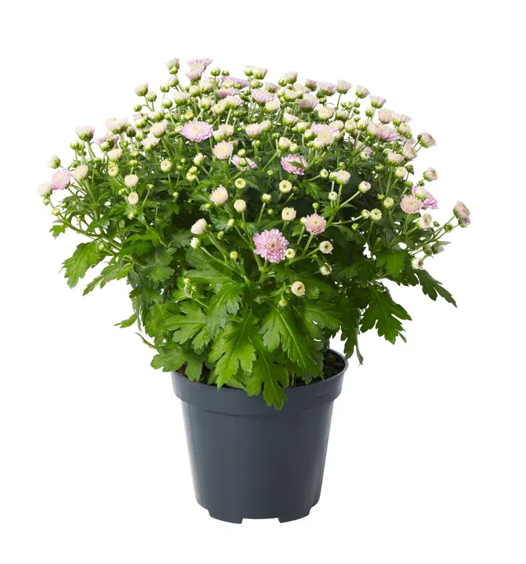 Chr. ind. Pink 12 cm