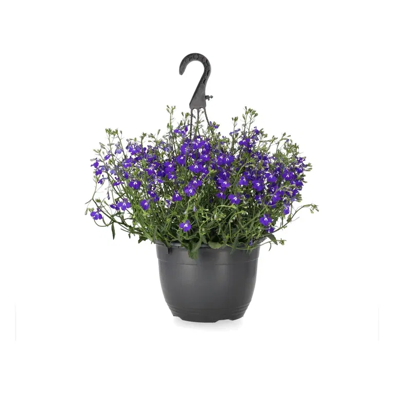 Lobelia h. basket Blue 22 cm