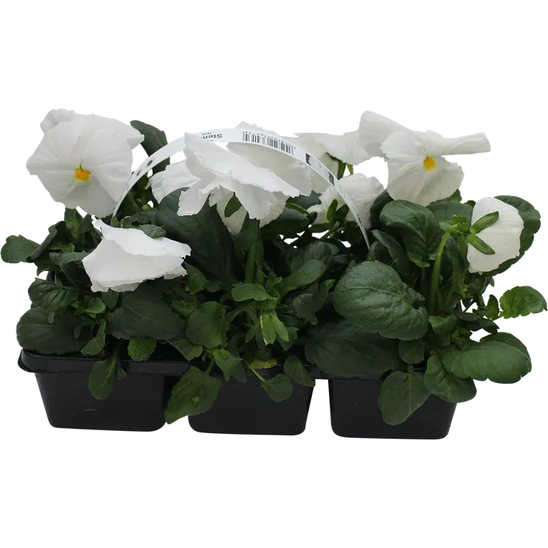 Viola big fl. White 6-pack