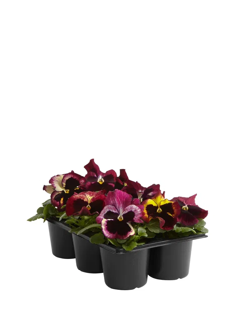 Viola big fl. Red fl. 6-pack