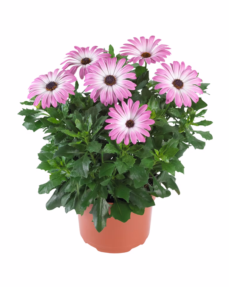 Osteospermum Pink 19 cm