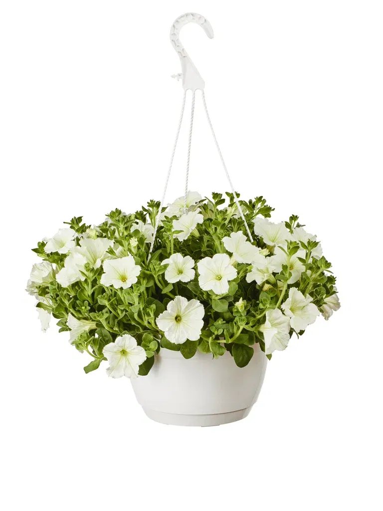 Petunia h. White h. basket 25 cm