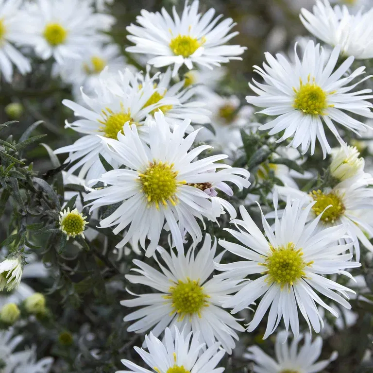 Aster ericoides 'Snowflurry'