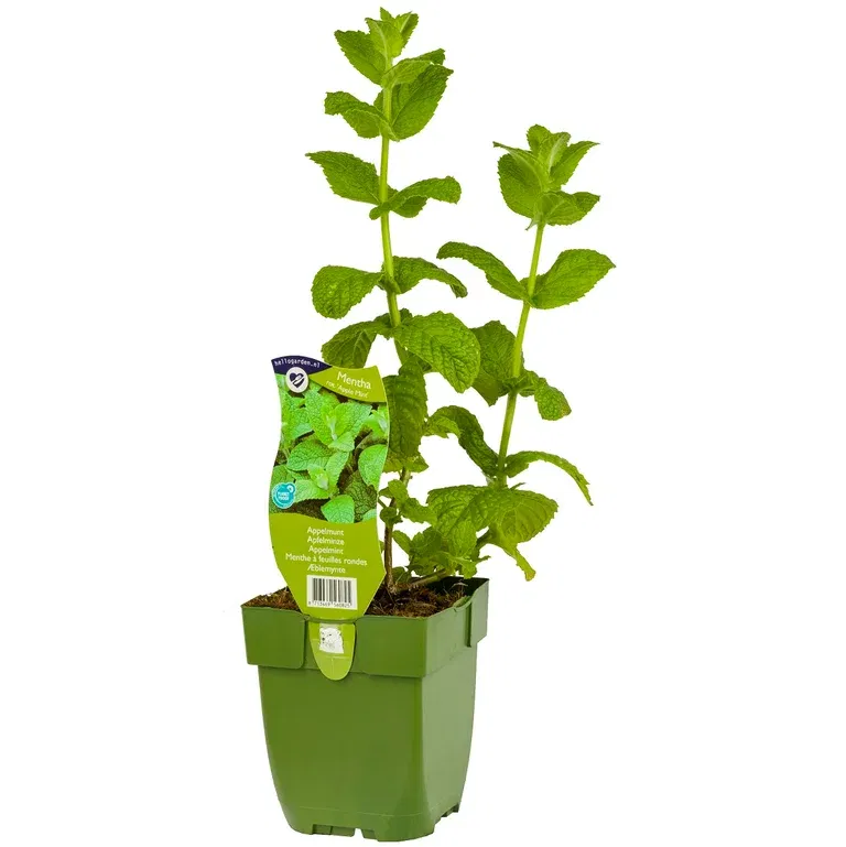 Mentha rotundifolia 'Apple Mint'