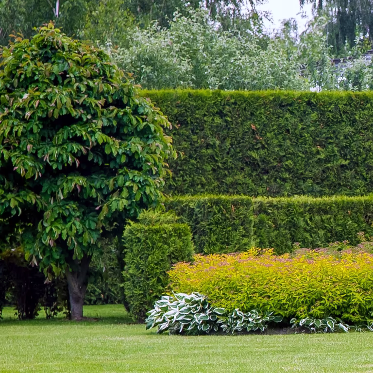 Thuja occ. 'Brabant' 80-100cm 5L