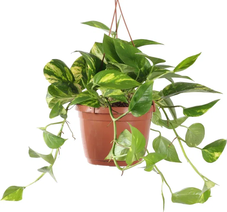 Epipremnum in hanging basket