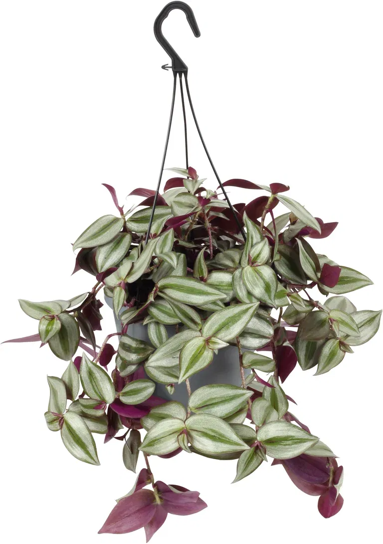 Tradescantia zebrina 'Violet' in hanging basket