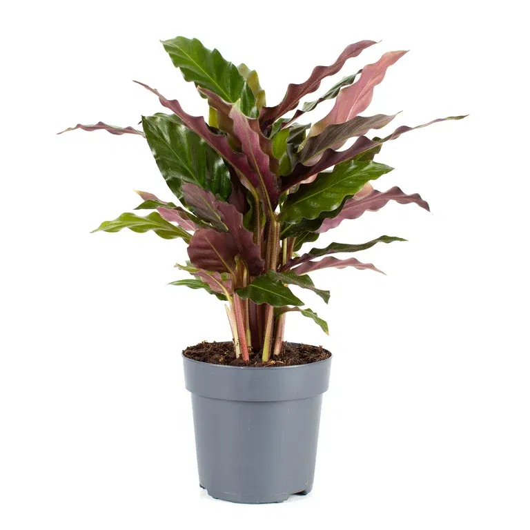 Calathea rufibarba 11 cm
