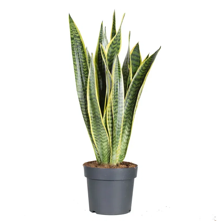Sansevieria trifasciata 'Laurentii'