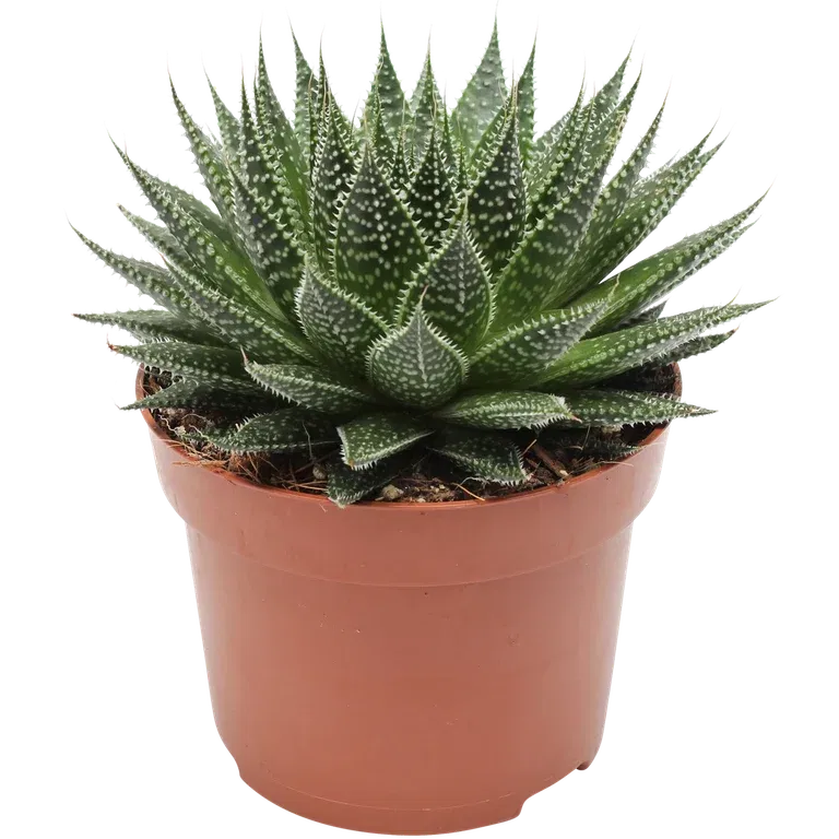 Aloe aristata magic 12cm