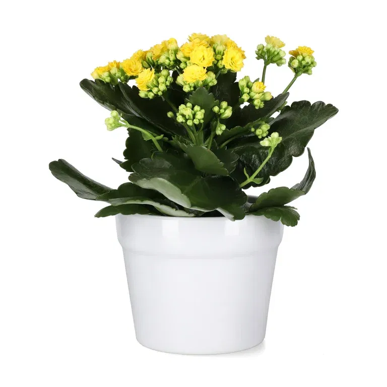 Kalanchoe Yellow 10,5 cm