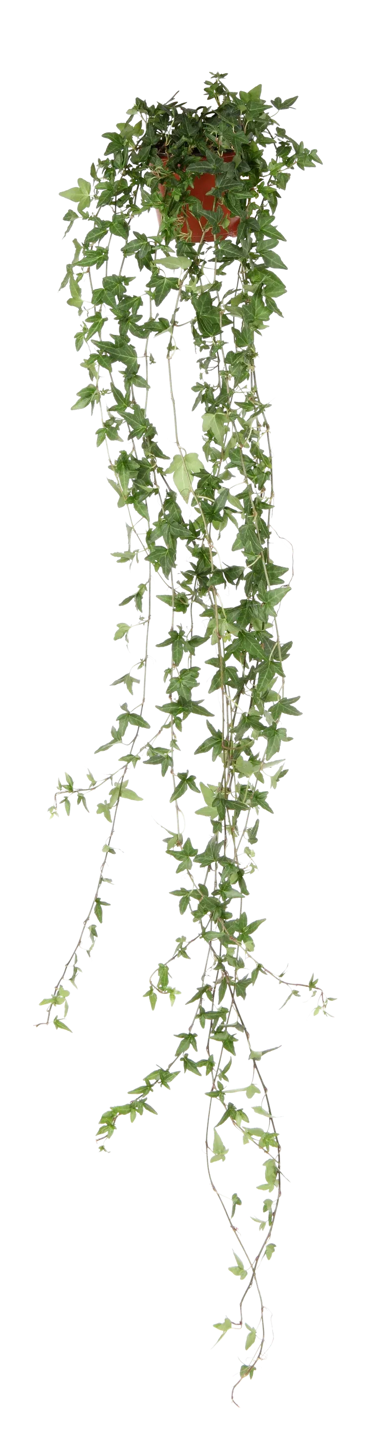 Hedera helix long ranks 12 cm