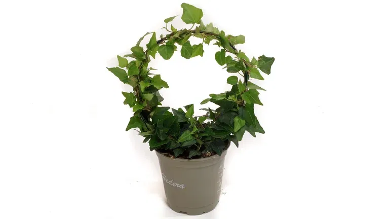 Hedera helix small bow 12 cm