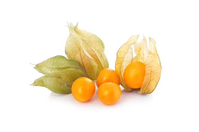 All N. Physalis 'Little lanterns' 10,5 cm