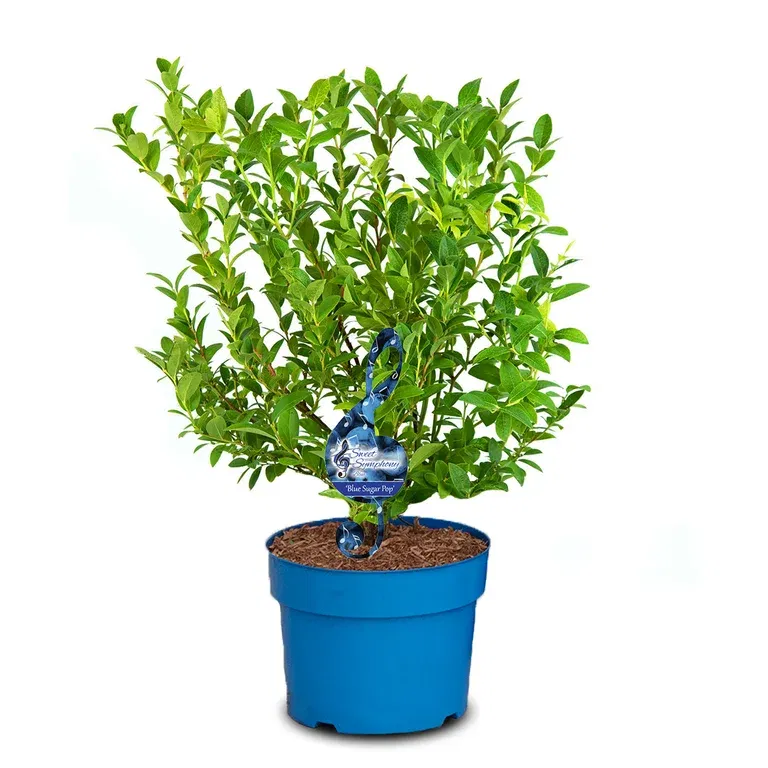 Vaccinium corymbosum 'Blue Sugar Pop' 23cm