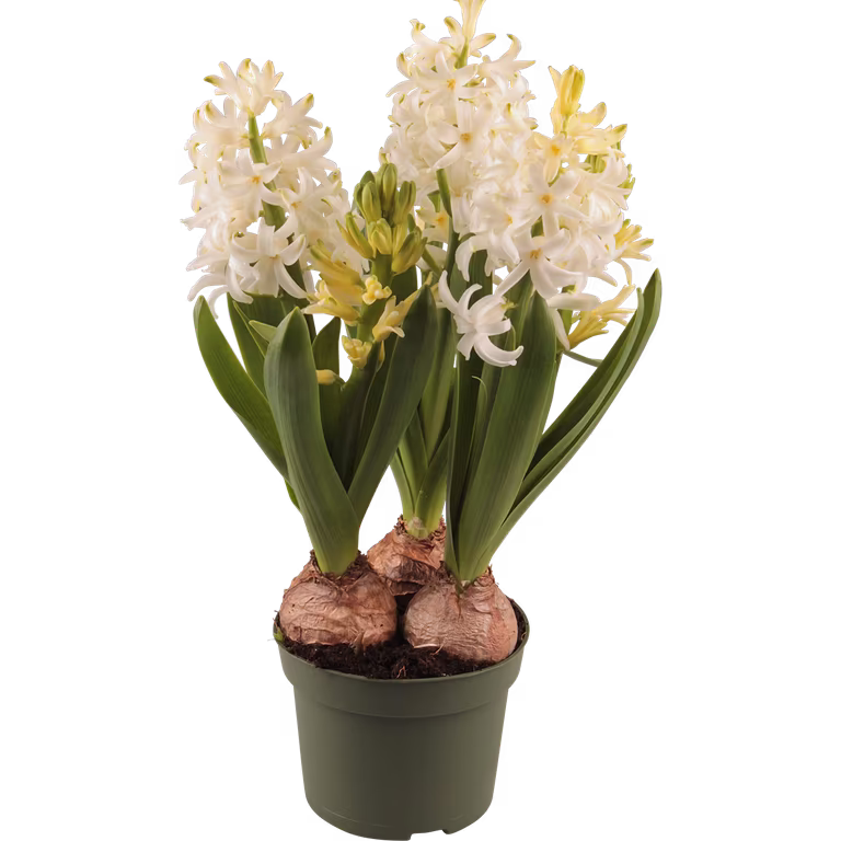 Hyacinthus 17+ 3 bulb White 12 cm