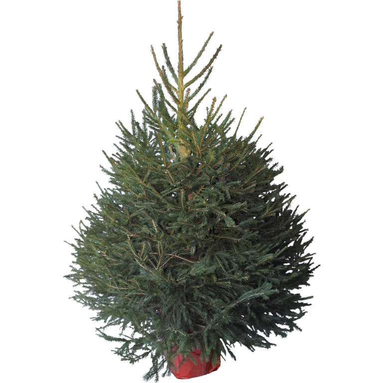 Picea abies 130 cm 27 cm